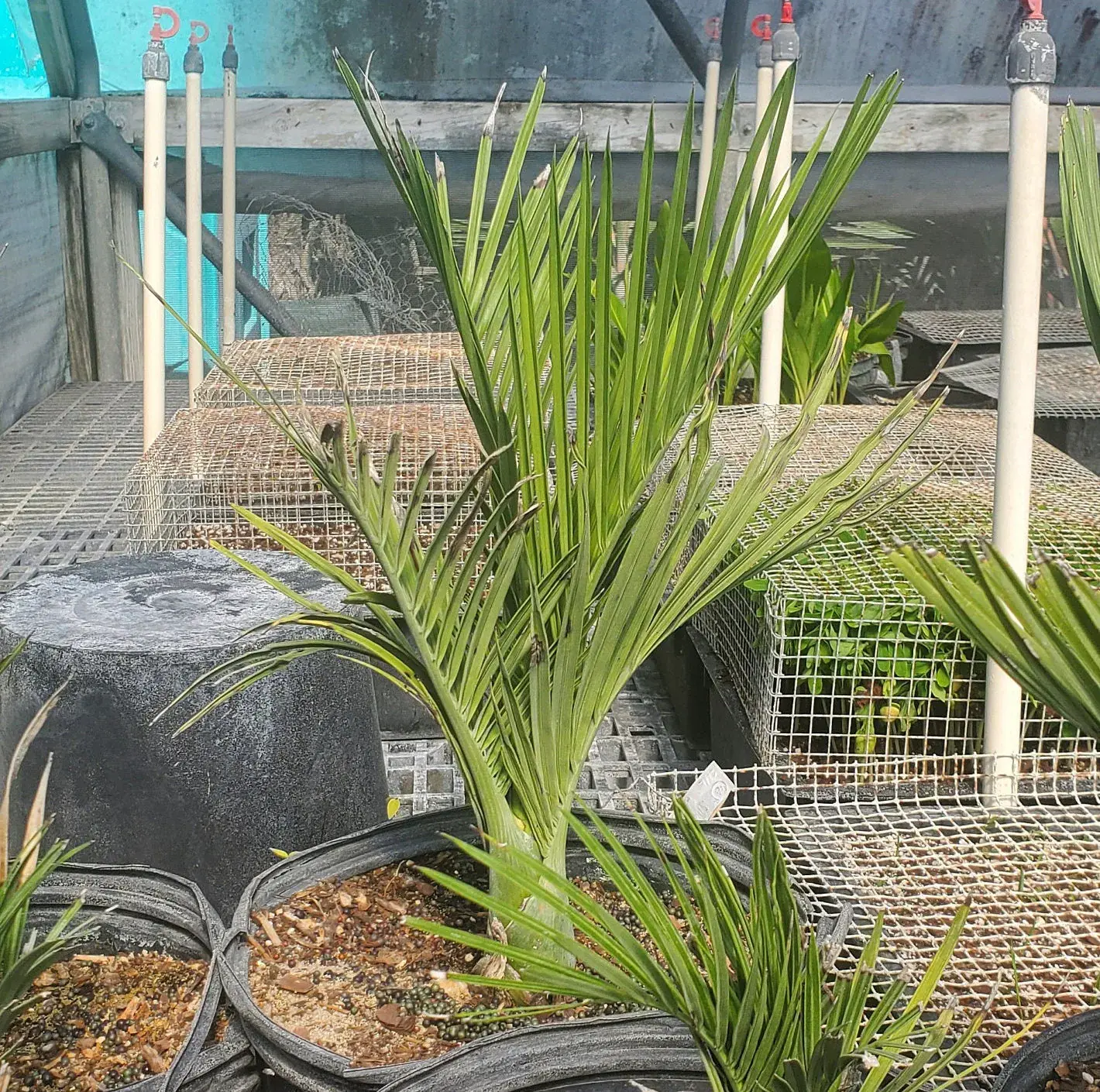 Pseudophoenix ekmanii