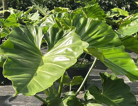Philodendron giganteum