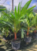 Areca vestiaria - Orange Crown Shaft