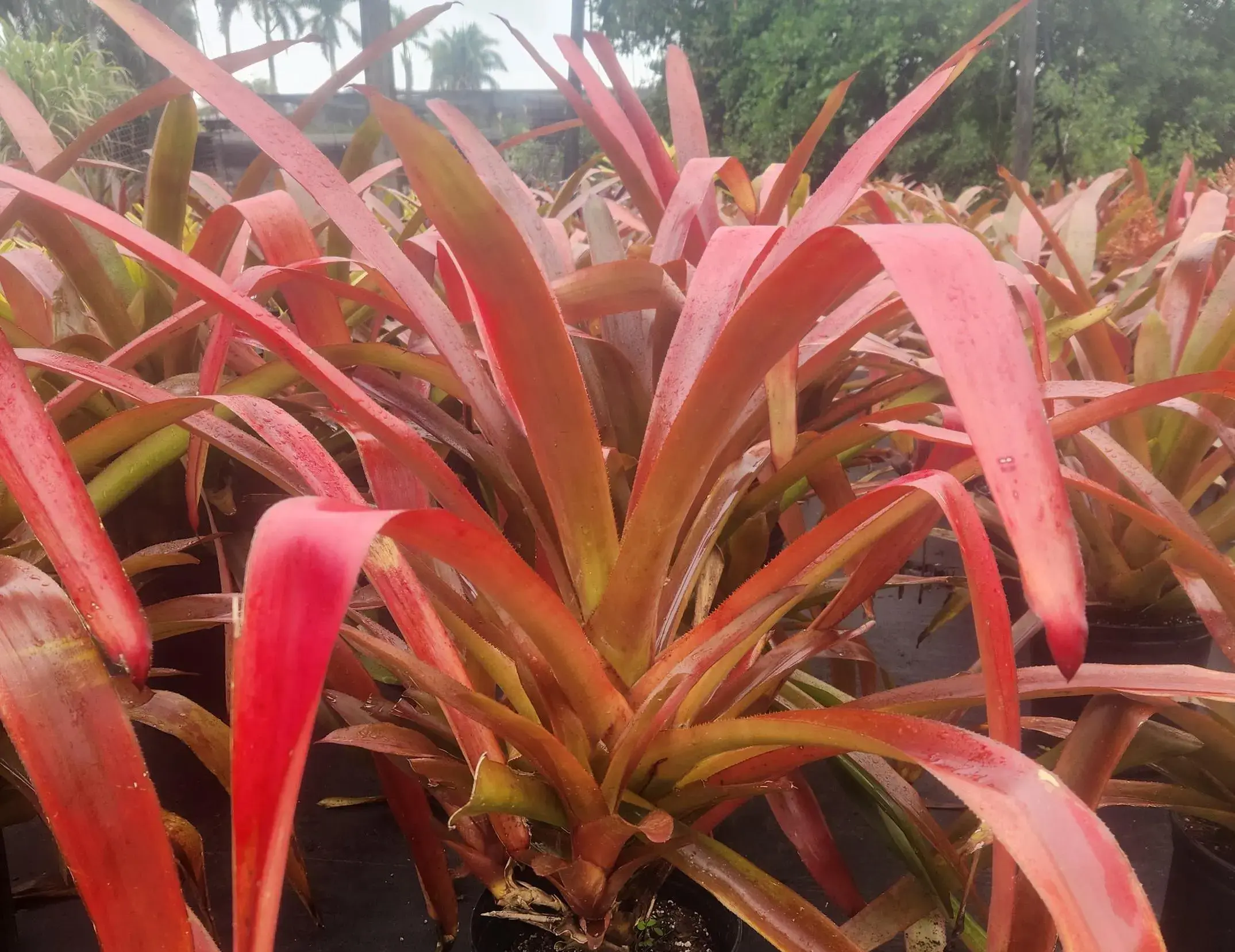 Aechmea blanchetiana × penduliflora