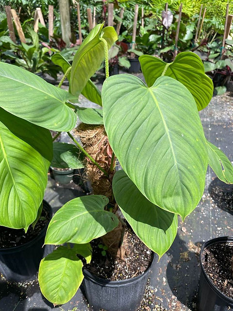 lonicera kamtschatica amur Honeyberry Bush Set ‘Aurora’ For Sale – Logee's Plants main image 0