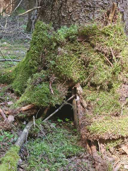 Dem Wald auf der Spur!