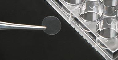microscopia confocal, coculture