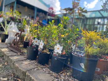 plants at Scenic Rim Landscape Supplies