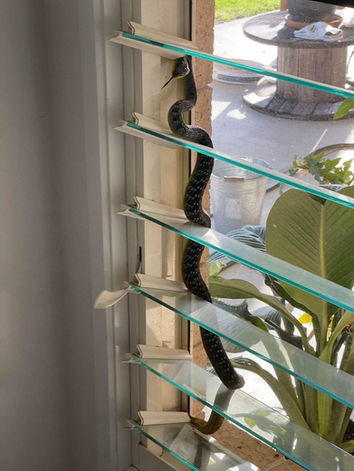 Zachery Snake Catcher Boonah snake relocation from house