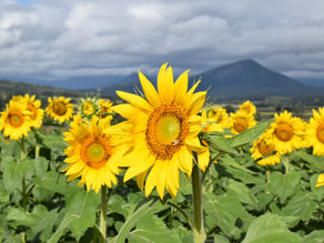 Kalbar Sunflower Festival Magic!