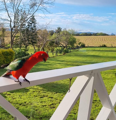 King Parrot at The Church Roadvale