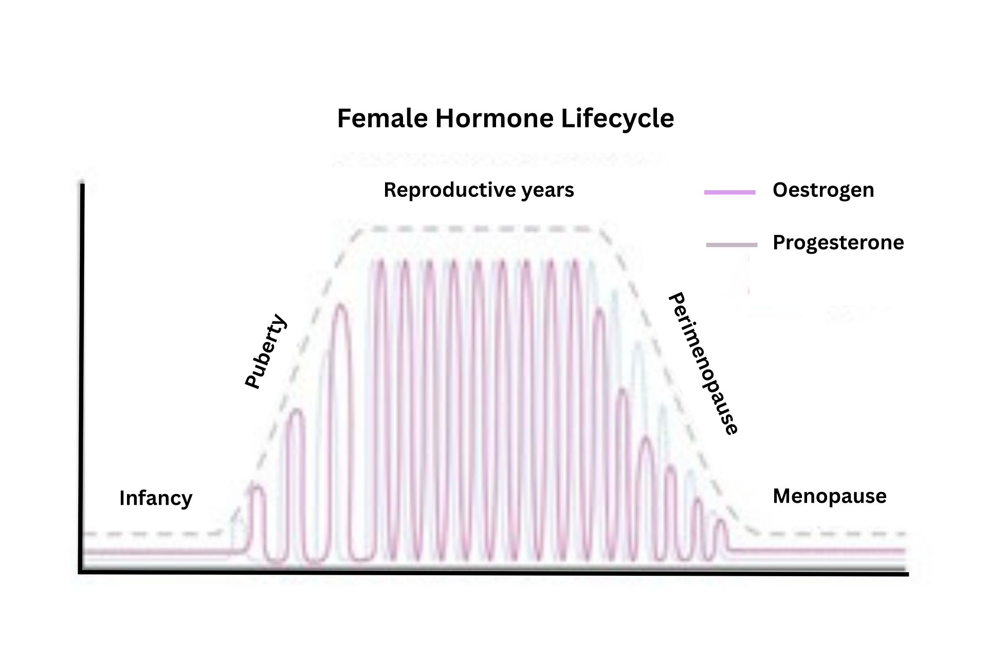 life cycle of female hormones