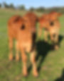 Droughtmaster 2023 Calves