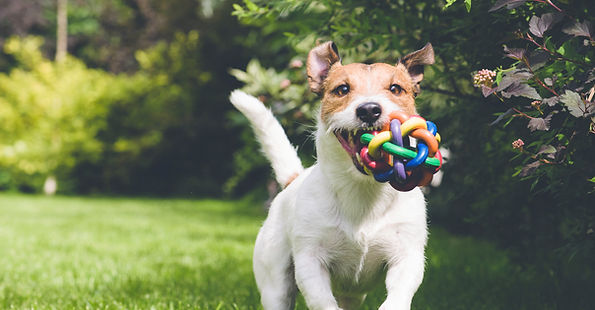 dog playing