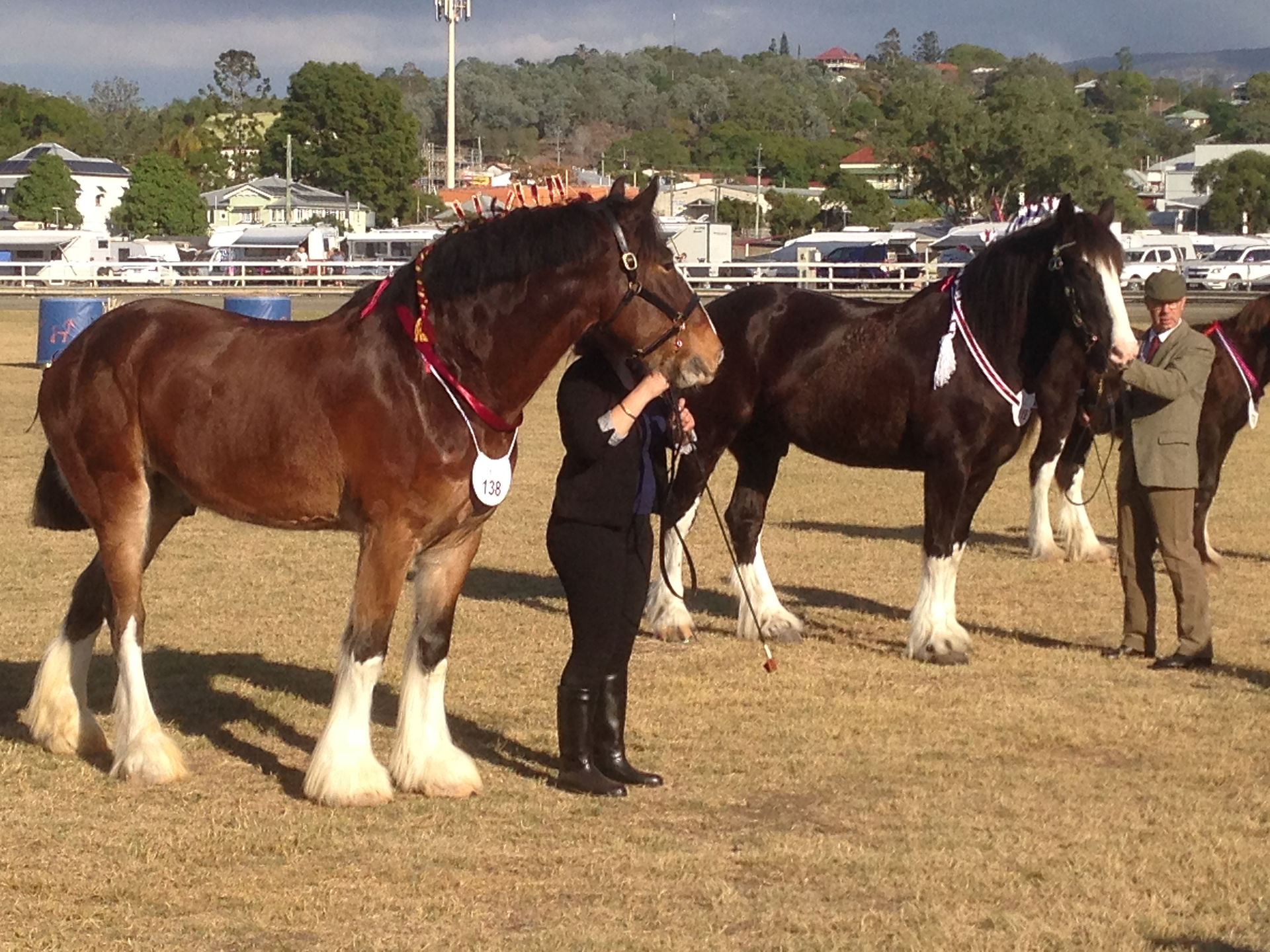 Horses at the Scenic Rim Clydesdale Spectacular