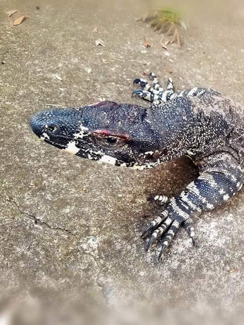 Zachery Snake Catcher Boonah reptile relocation
