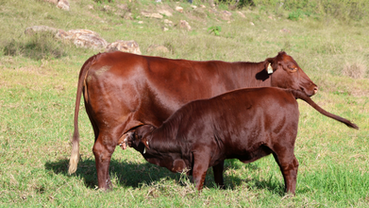 Talgai Santa Gertrudis cow and calf