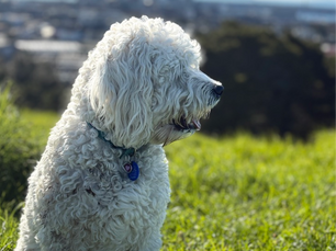 A white dog looking to the right