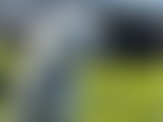 A white dog looking to the right