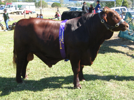 BNT Cattle Co. champion bull
