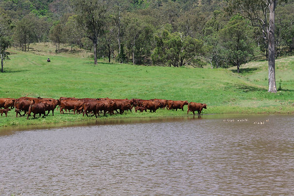 Talgai Santa Gertrudis