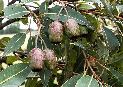 Gumnuts