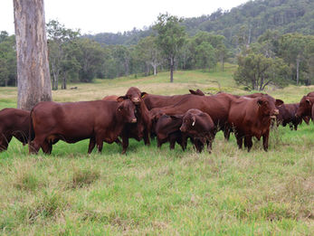Talgai Santa Getrudis cattle