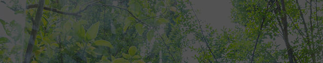 green leaves
