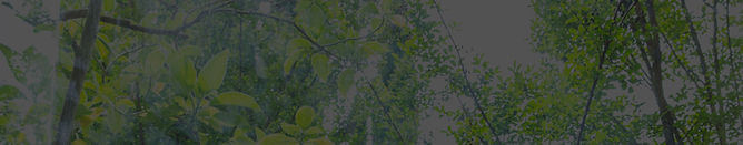 green leaves