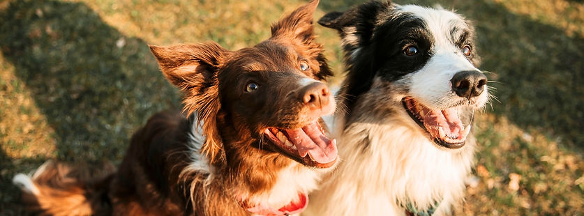 2 collie dogs