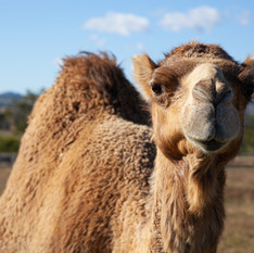 A friendly camel