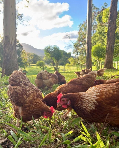 Sunny Love pasture fed hens