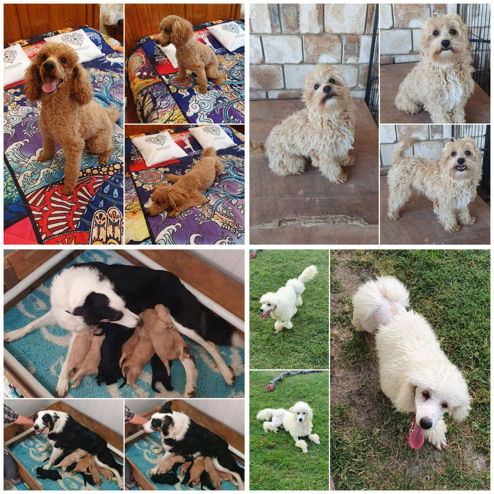 Low-Allergenic Canine Breeds Available For Uk