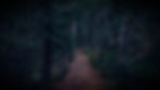 Trail in Woods