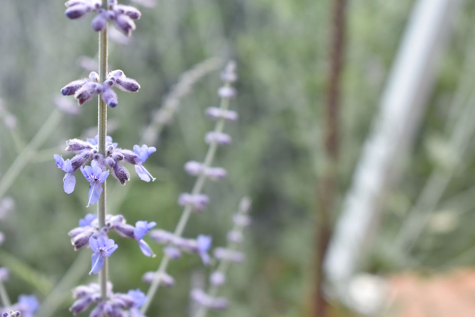 WA-1- (227).JPG