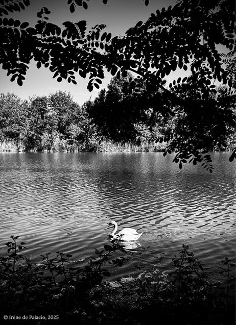 Le cygne