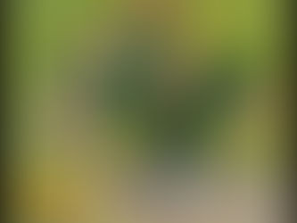 Van Gogh lecteur d'Émile Zola