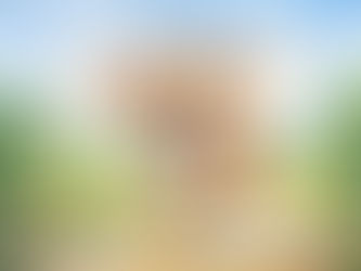 Meet Milo: The Curious DogToon Who Loves to Learn