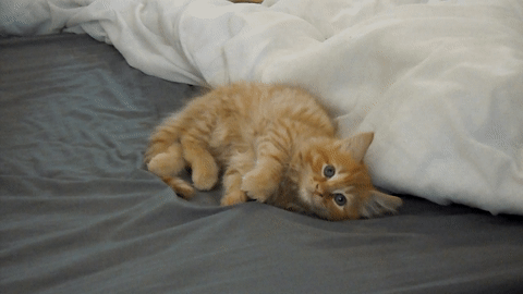 I just had to post this adorable Gif I made of Kitten Nugget.