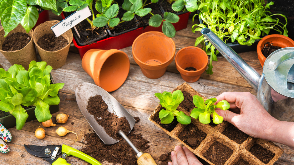 5 dicas para escolher a planta ideal para sua horta