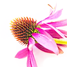 Pinke Sonnenhutblüte zum Relaunch von Bildschmankerl