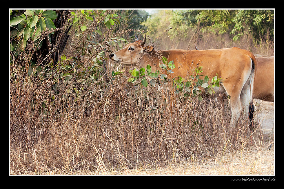 Abendsnack (Senegal)