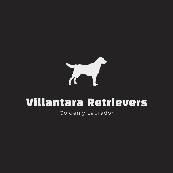 Foto del escritor: Villantara Retrievers
