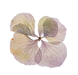 Kleeblatt.png