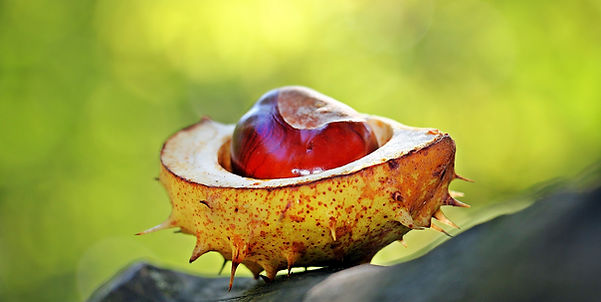 CHESTNUT