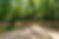 Wooden Deck Overlooking Dense Trees in Summer.jpg