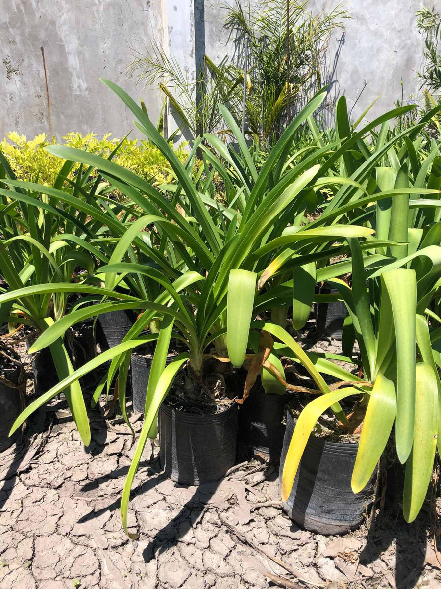 Miniatura: Agapanthus