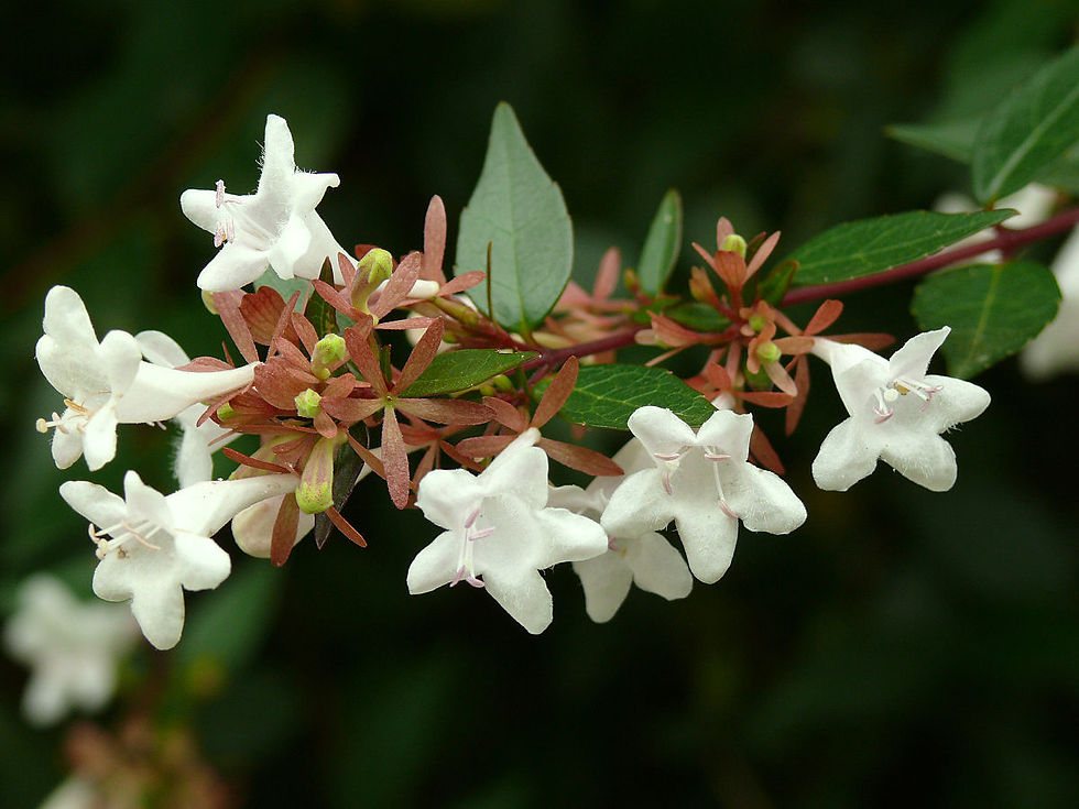 Miniatura: Abelia Floribunda