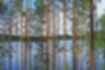 A forest of tall brown trees in front of a lake with hills in the background