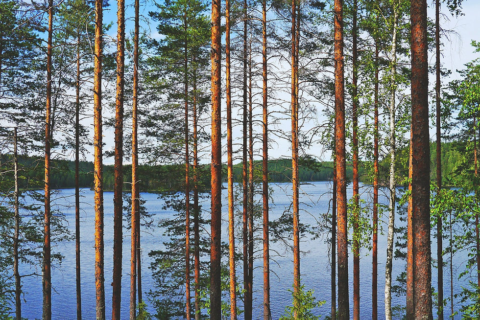 A forest of tall brown trees in front of a lake with hills in the background