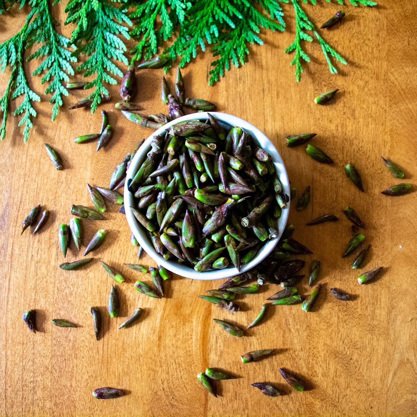 Cottonwood Salve (2 oz)