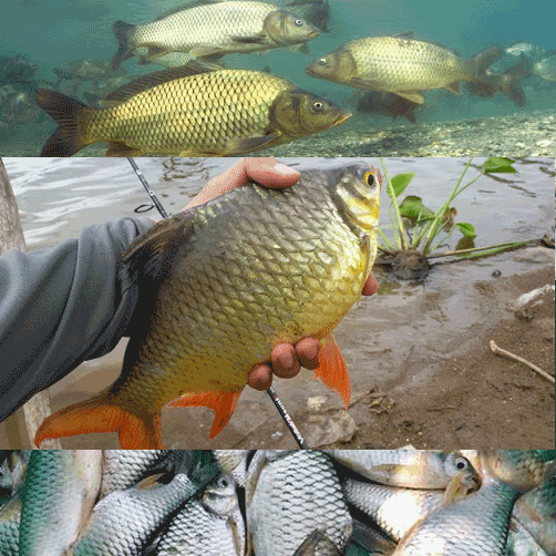 Thumbnail: ปลาตะเพียน