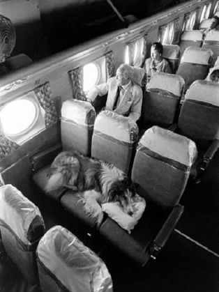 Pet friendly airlines