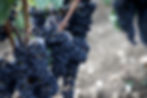Château Marrin visite vigne vignoble domaine Saint Emilion Grand Cru